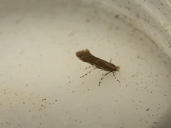 Cremastobombycia solidaginis