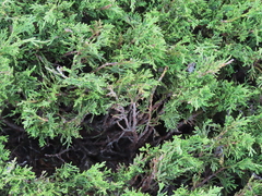 Juniperus sabina