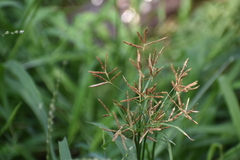 Cyperus rotundus