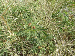 Rosa marginata