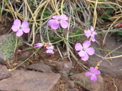 Dianthus langeanus
