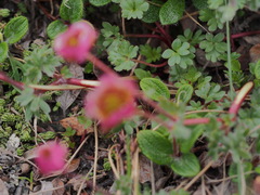 Ranunculus glacialis