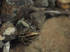 Stenaelurillus marusiki