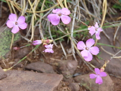 Dianthus langeanus