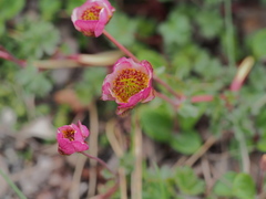 Ranunculus glacialis
