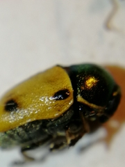 Cryptocephalus laetus