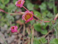 Ranunculus glacialis