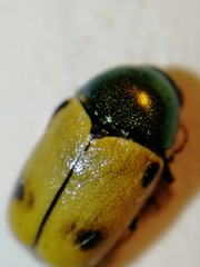 Cryptocephalus laetus