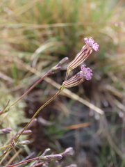 Silene ciliata