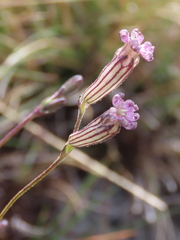 Silene ciliata