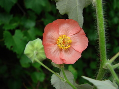 Abutilon hulseanum