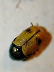 Cryptocephalus laetus