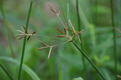 Cyperus rotundus