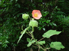 Abutilon hulseanum