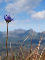 Phyteuma hemisphaericum