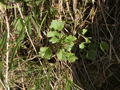 Ranunculus allenii