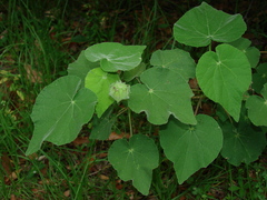 Abutilon hulseanum