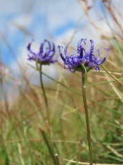 Phyteuma hemisphaericum