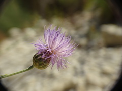 Centaurea alba