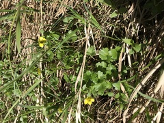 Ranunculus allenii