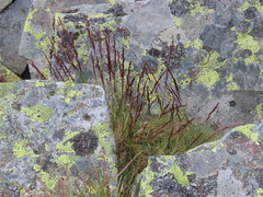 Agrostis tileni