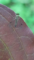Chrysopilus asiliformis