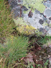 Agrostis tileni