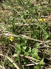 Ranunculus allenii