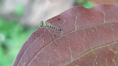 Chrysopilus asiliformis