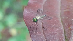 Chrysopilus asiliformis