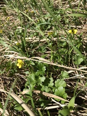 Ranunculus allenii