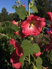Alcea rosea