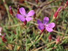 Dianthus langeanus