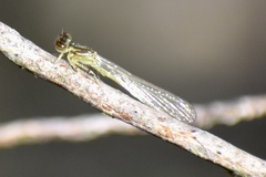Coenagrionidae