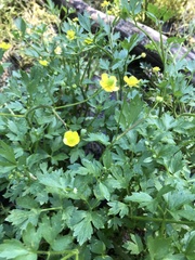 Ranunculus macounii