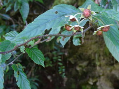 Rubus kawakamii