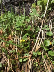 Ranunculus allenii