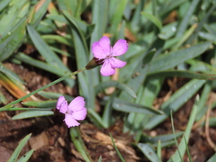 Dianthus langeanus