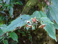 Rubus kawakamii