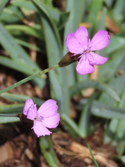 Dianthus langeanus