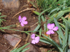Dianthus langeanus