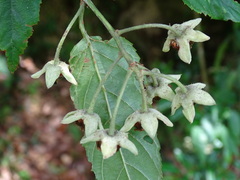 Rubus kawakamii
