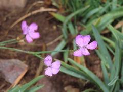 Dianthus langeanus