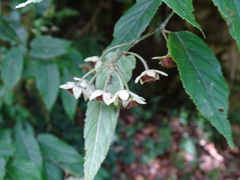 Rubus kawakamii