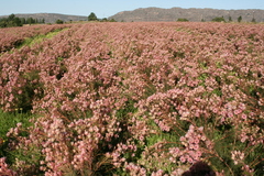 Serruria florida × rosea