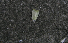 Earias albovenosana