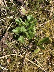 Ranunculus allenii