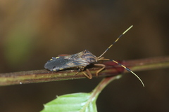 Spathophorini