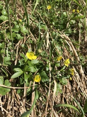 Ranunculus allenii