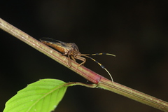 Spathophorini
